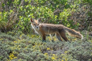 A red fox in New Jersey