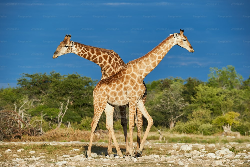 Zwei wunderschöne Giraffen in afrikanischer Savanne fotografiert in Namibia