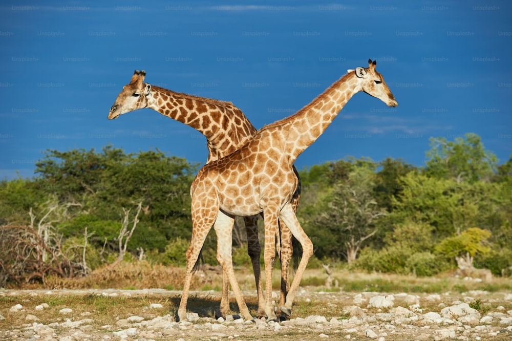 Two beautiful giraffes in African savannah photographed in Namibia