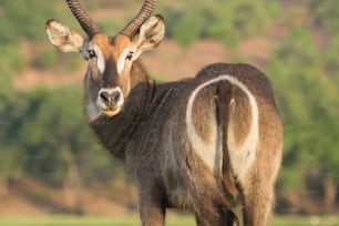 Wasserbock in goldenem Licht