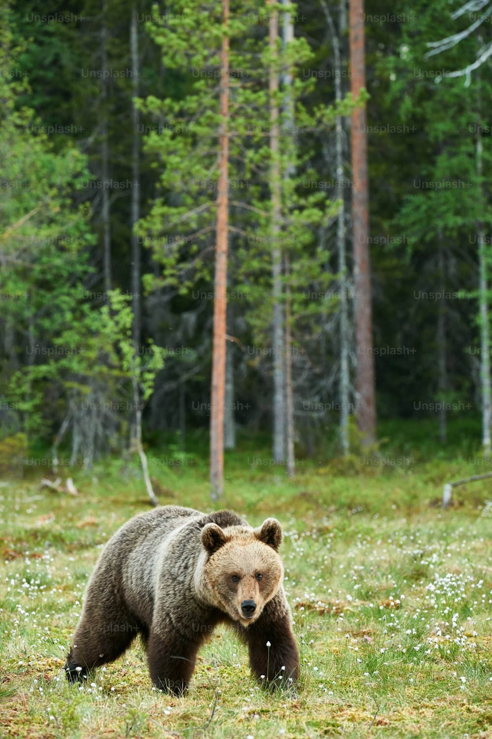 Bel ours brun mâle photographié dans la taïga du nord de l’Europe