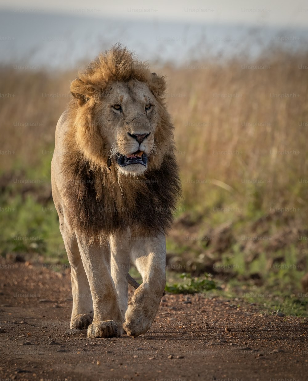 Ein Löwenporträt in der Massai Mara, Afrika