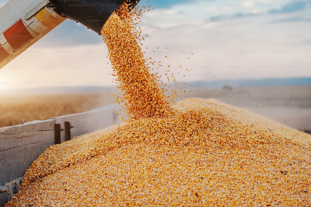 Máquina para separar granos de maíz trabajando en el campo y llenando remolque de tractor con maíz. Tiempo de otoño. Concepto de cría.
