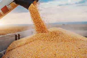 Machine for separating corn grains working on field and filling tractor trailer with corn. Autumn time. Husbandry concept.