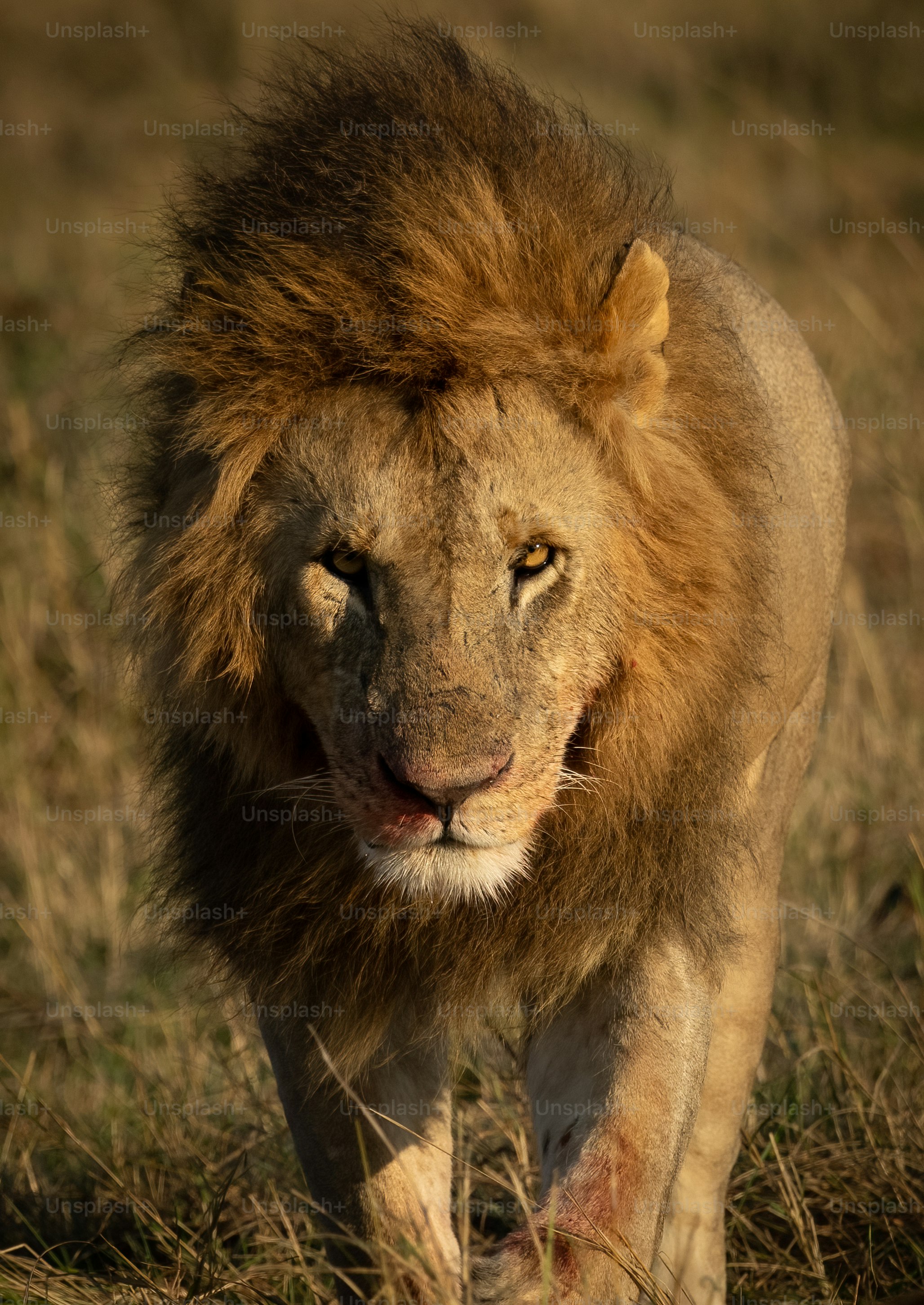 Un ritratto di leone nel Masai Mara, Africa