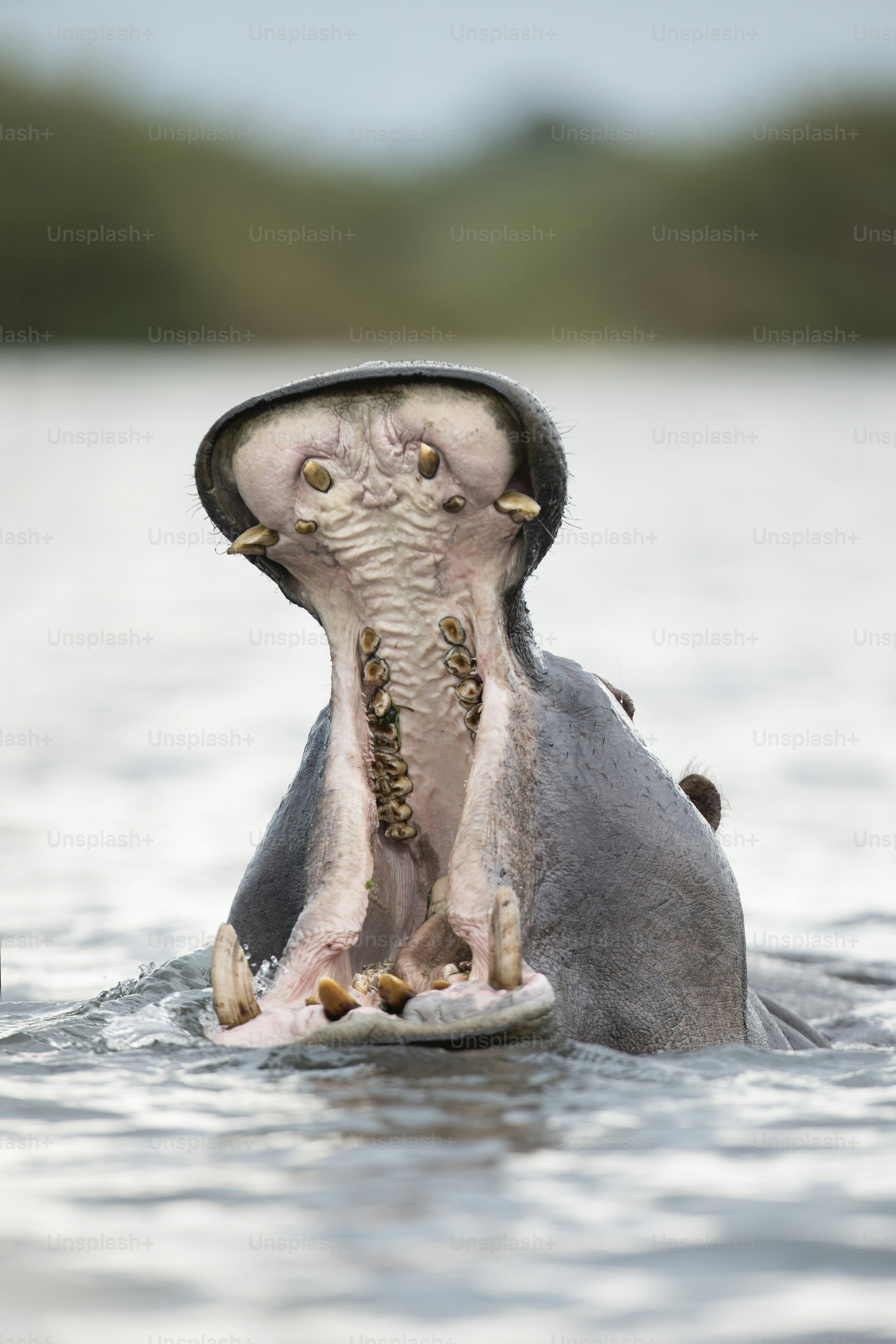 Hippo just above the waterline