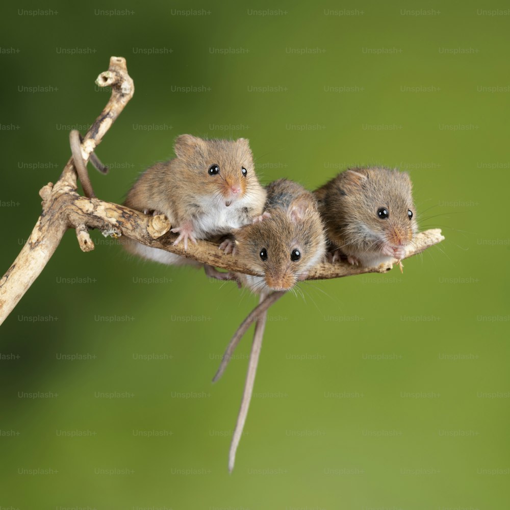 Cute harvest mice micromys minutus on wooden stick with neutral green background in nature