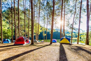 Campingzelte unter Pinien mit Sonnenlicht am Pang Ung See, Mae Hong Son in THAILAND.