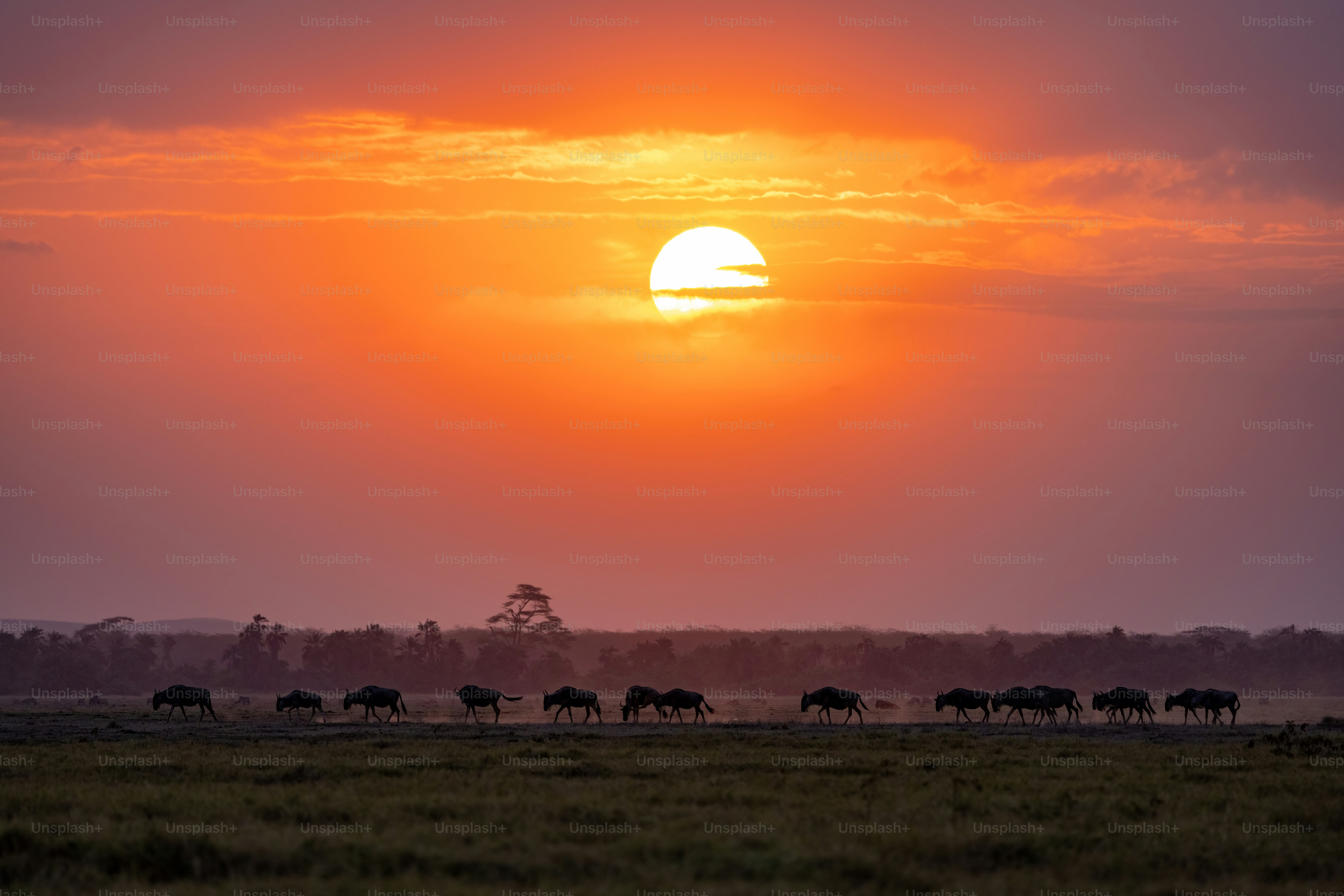The wildebeest migration in Africa