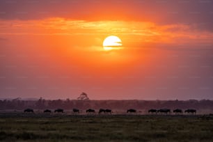 The wildebeest migration in Africa