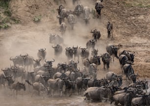 The wildebeest migration in Africa