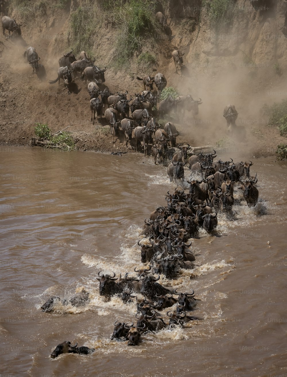 La migration des gnous en Afrique
