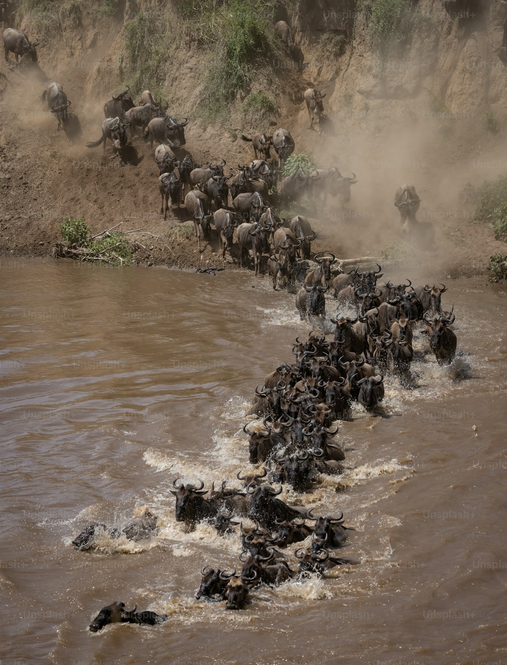 The wildebeest migration in Africa