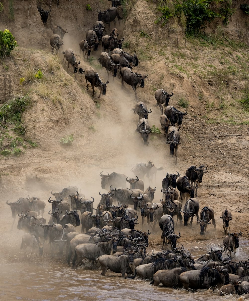 La migrazione degli gnu in Africa