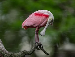 Roseate Spoonbill in Florida