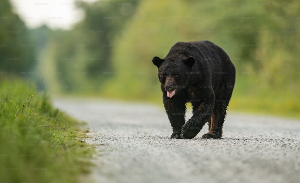 A Black Bear Portrait in the woods.