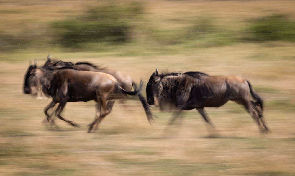 The wildebeest migration in Africa