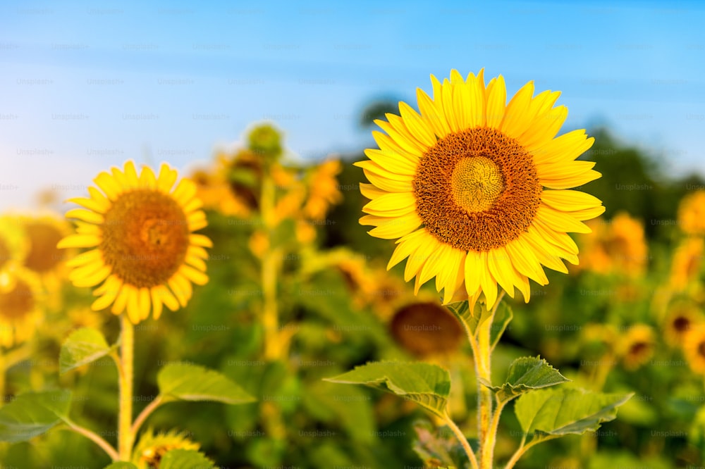 Sunflower natural background, Sunflower blooming in spring.