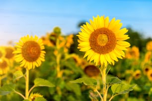 Sunflower natural background, Sunflower blooming in spring.