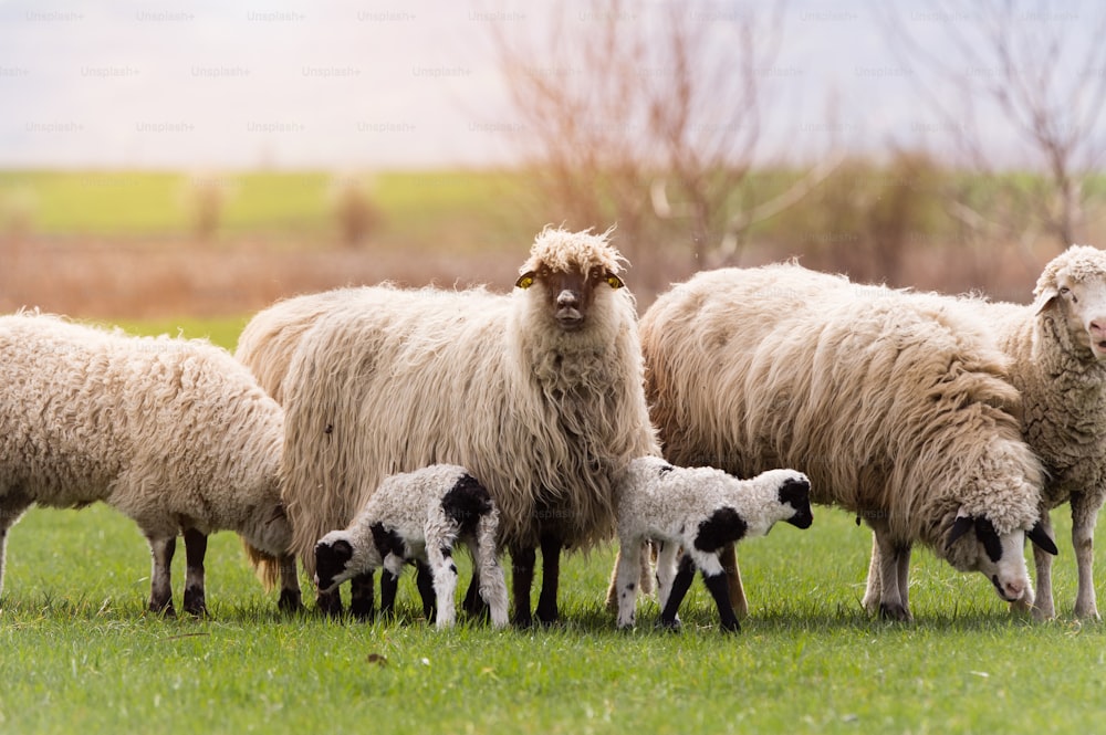 Rebaño de ovejas en pasto - pradera en temporada de primavera
