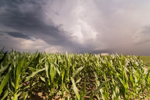 Planta de maíz verde joven en el campo en el día tormentoso