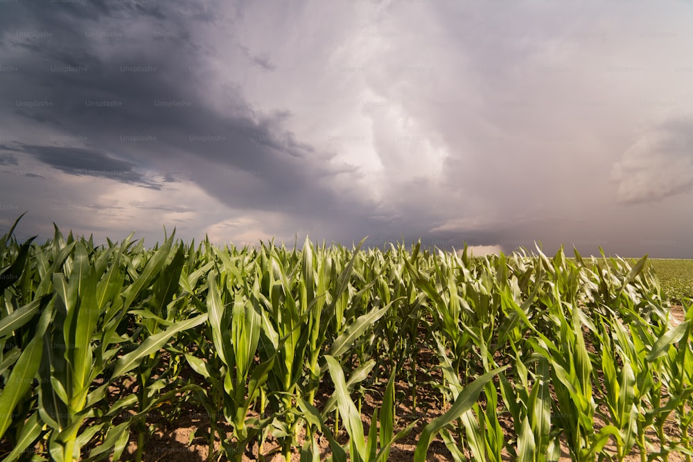 Plant of young green corn at field at stormy day