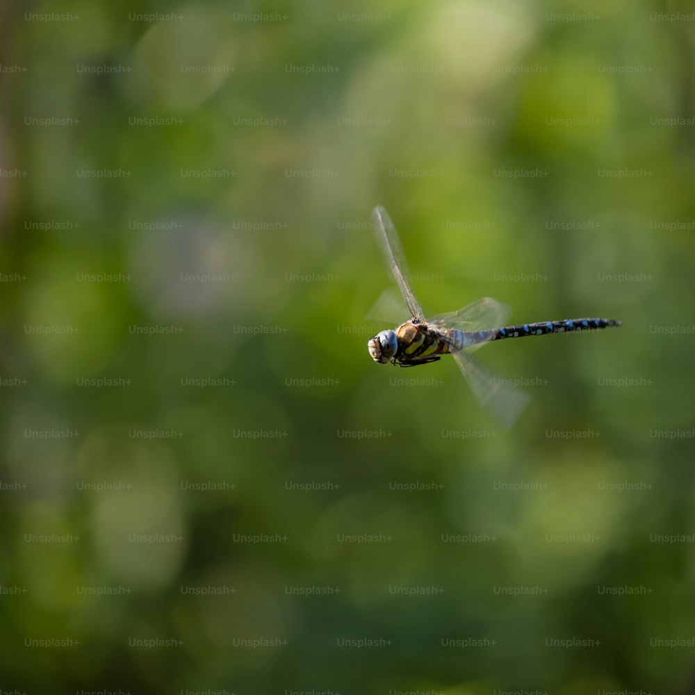 Wunderschönes Kaiserlibellen-Anax-Imperator-Insekt im Flug mit verschwommenen Flügeln
