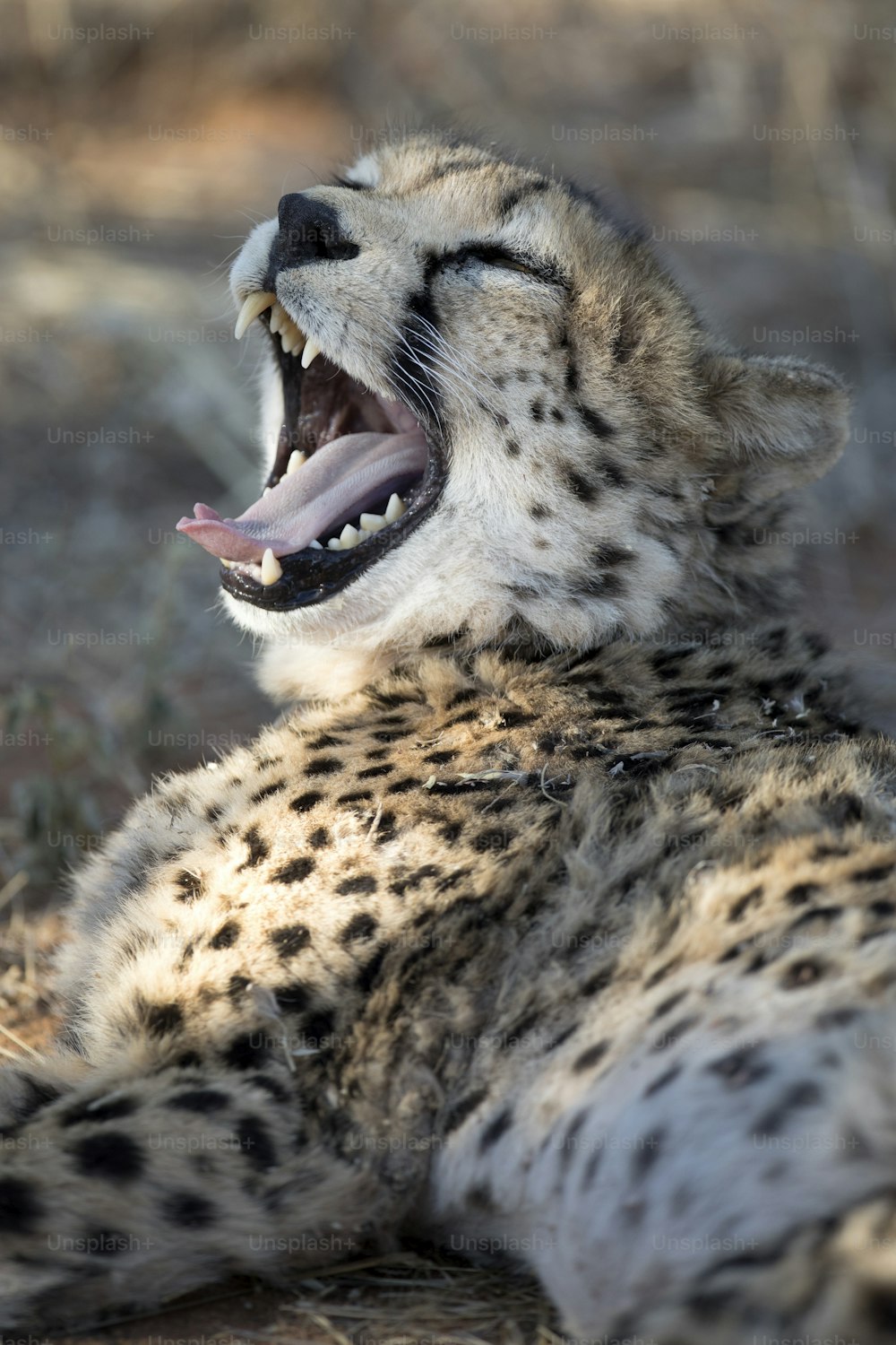 Cheetah yawning as it rests.