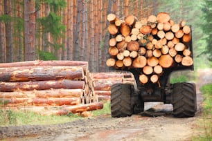 Il boscaiolo mietitore che lavora in una foresta. Raccolta del legname. Legna da ardere come fonte di energia rinnovabile. Tema dell'agricoltura e della silvicoltura.