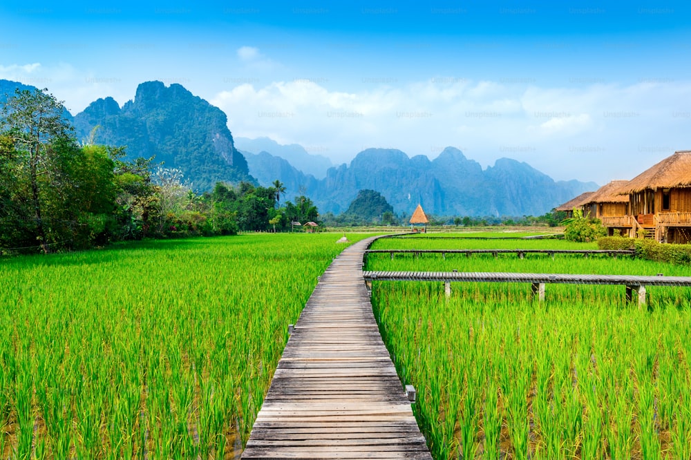 Camino de madera y campo de arroz verde en Vang Vieng, Laos.