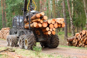 The harvester lumberjack working in a forest. Harvest of timber. Firewood as a renewable energy source. Agriculture and forestry theme.