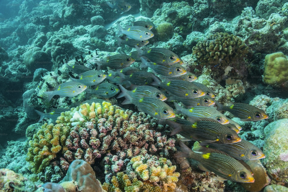 Um cardume de peixes nas Maldivas