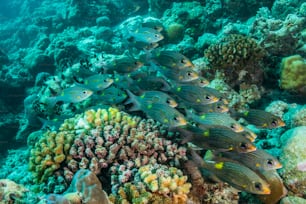 A school of fish in Maldives