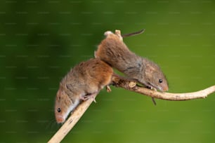 자연에서 중립적인 녹색 배경을 가진 나무 막대기에 귀여운 수확 쥐 micromys minutus