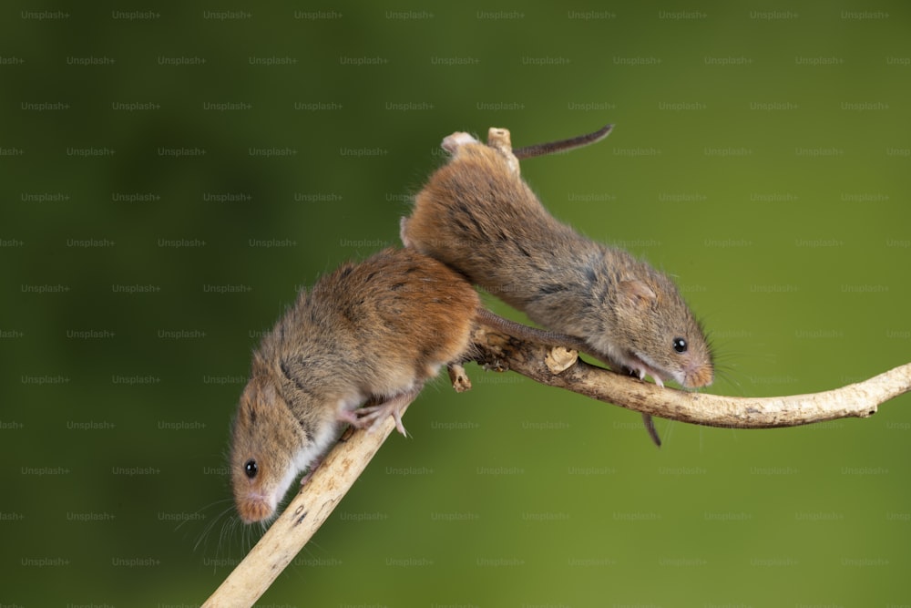 Ratos bonitos da colheita micromys minutus na vara de madeira com fundo verde neutro na natureza