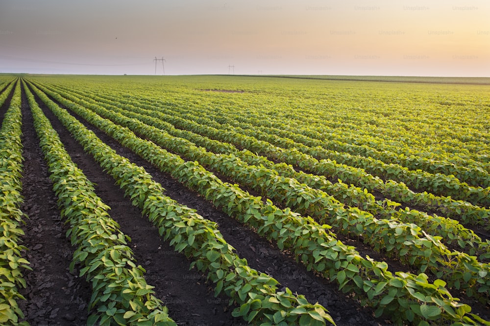 Open soybean field at sunset.Soybean field .