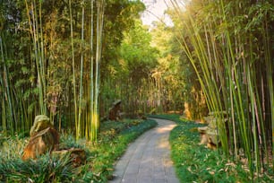Chemin dans la forêt de bambous brove dans le pavillon de Wangjiang (tour de Wangjiang) parc de Wangjianglou. Chengdu, Sichuan, Chine