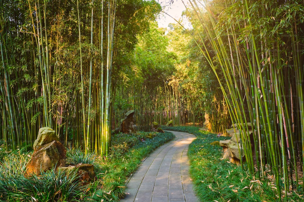 Path in bamboo forest brove in Wangjiang Pavilion (Wangjiang Tower) Wangjianglou Park. Chengdu, Sichuan, China