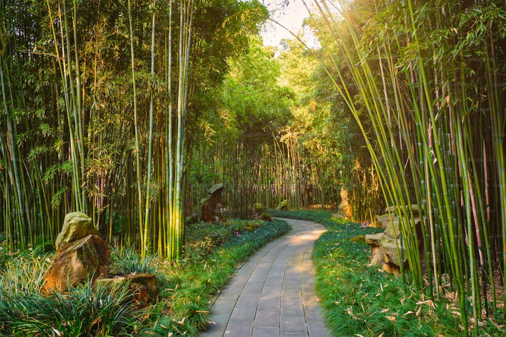 Chemin dans la forêt de bambous brove dans le pavillon de Wangjiang (tour de Wangjiang) parc de Wangjianglou. Chengdu, Sichuan, Chine