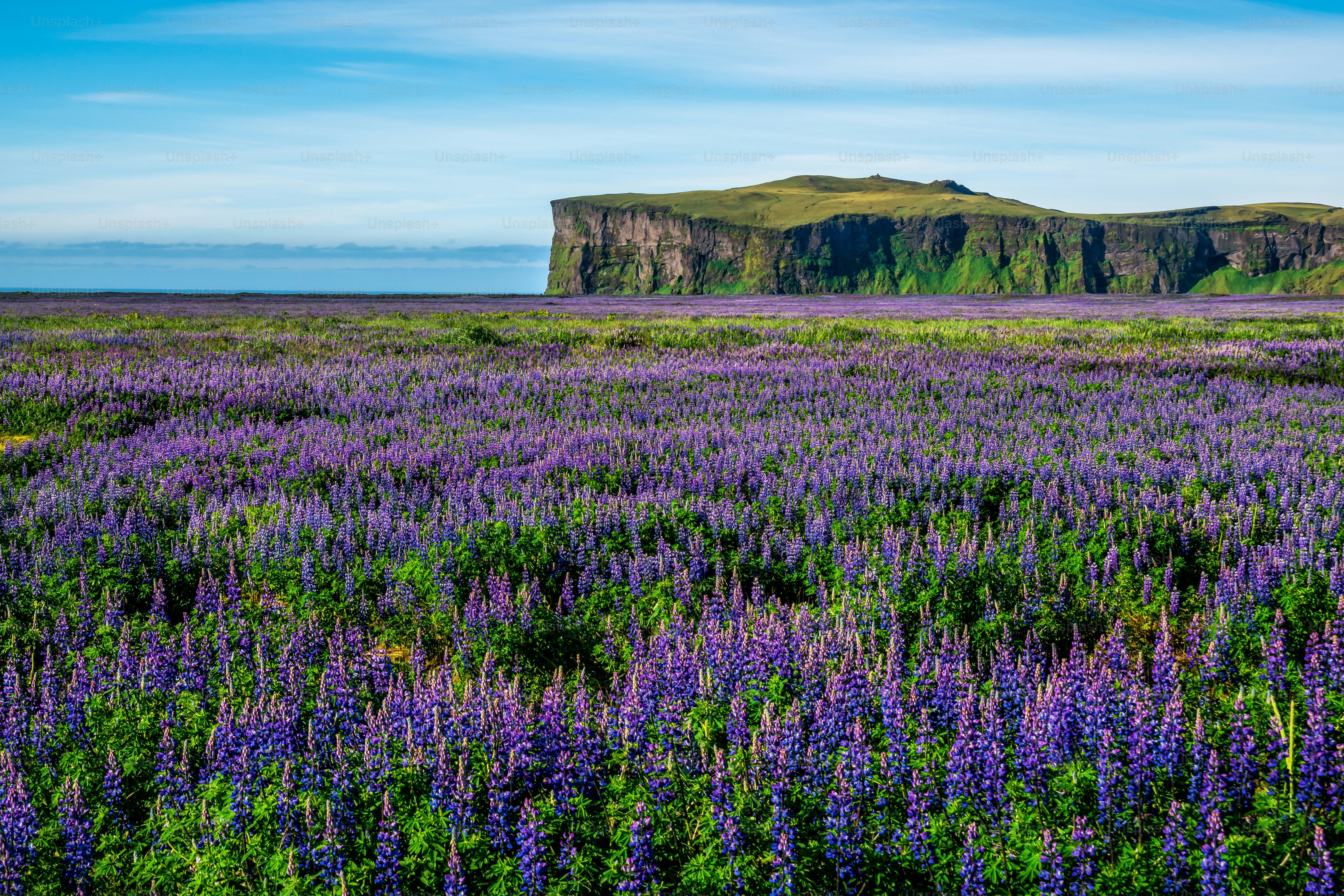 Melhores Imagens de Campo de Lavanda [HD] | Baixar imagens grátis no  Unsplash, image size:3000x2002