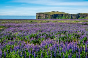Campo de flores de tremoço em Vik Islândia. Grande paisagem do tremoço do Alasca.