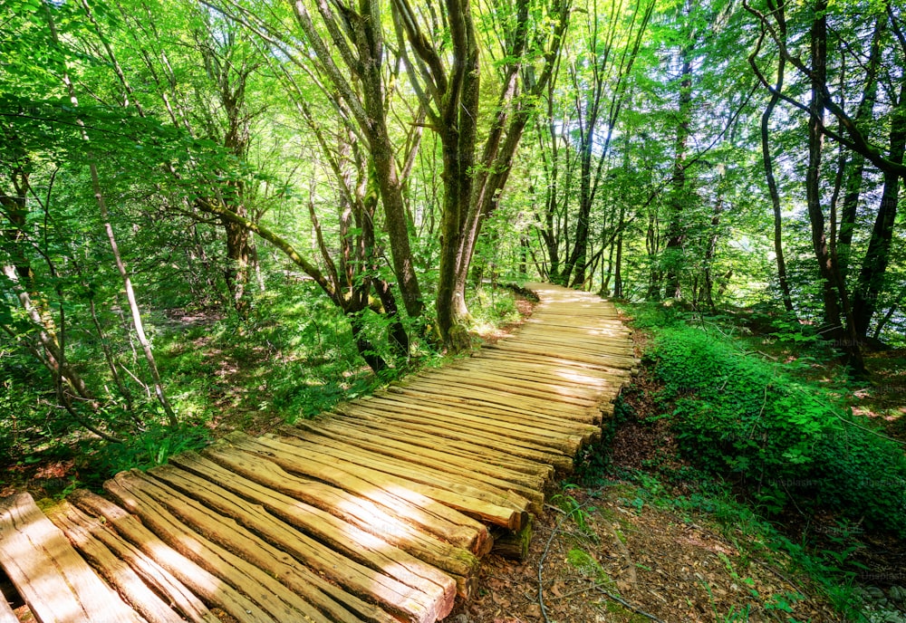 Bellissimo sentiero in legno per il trekking nella natura attraverso il lussureggiante paesaggio forestale nel Parco Nazionale dei Laghi di Plitvice, patrimonio naturale dell'umanità dell'UNESCO e famosa destinazione turistica della Croazia.