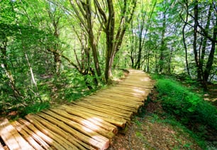 Beautiful wooden path trail for nature trekking through lush forest landscape in Plitvice Lakes National Park, UNESCO natural world heritage and famous travel destination of Croatia.