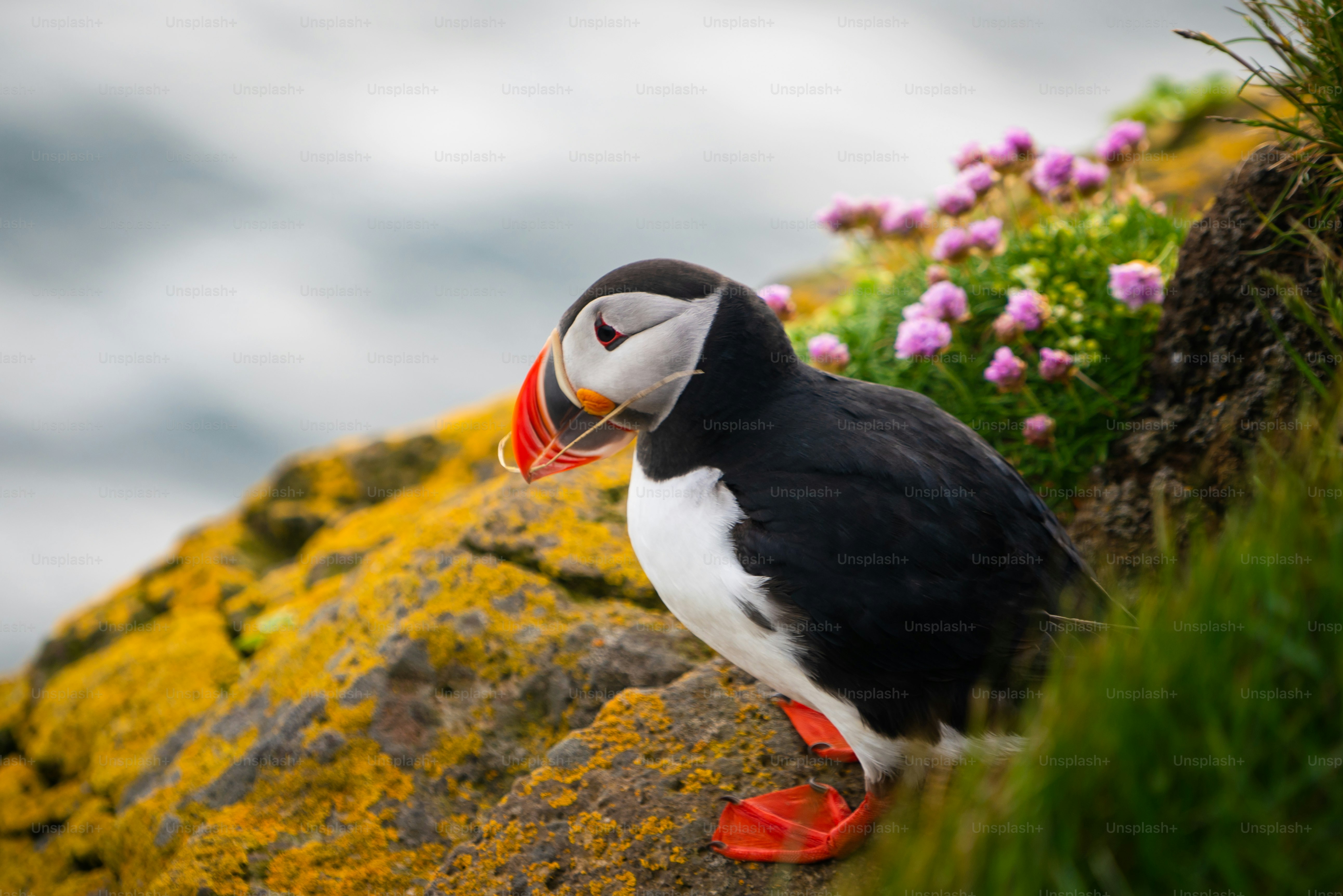 Atlantic puffin also know as common puffin is a species of seabird in the auk family. Iceland, Norway, Faroe Islands, Newfoundland and Labrador in Canada are known to be large colony of this puffin.