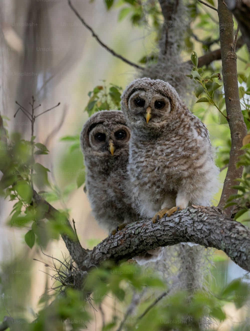 Barred owlets in southern Florida