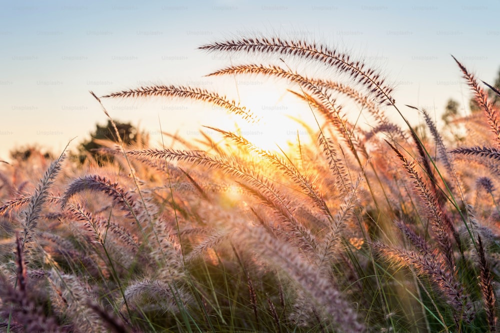 Grass flower at sunset.