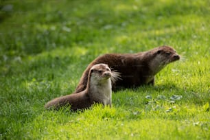 Beautiful portrait of otter Mustelidae Lutrinae in Summer sunlight on lush grass