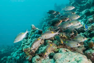 Un banco de peces en Maldivas