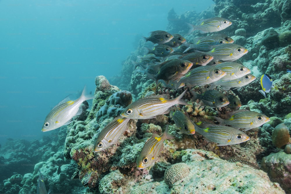 Un banco di pesci alle Maldive
