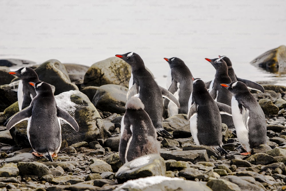 Una colonia de pingüinos papúa en la Antártida